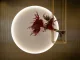 Installazione sospesa con bonsai rosso davanti alla finestra circolare simbolica del Kagurazaka Saryo Milano